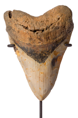 Megalodon tooth 14,5 cm (5.71 