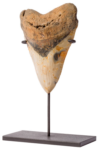 Megalodon tooth 14,5 cm (5.71 