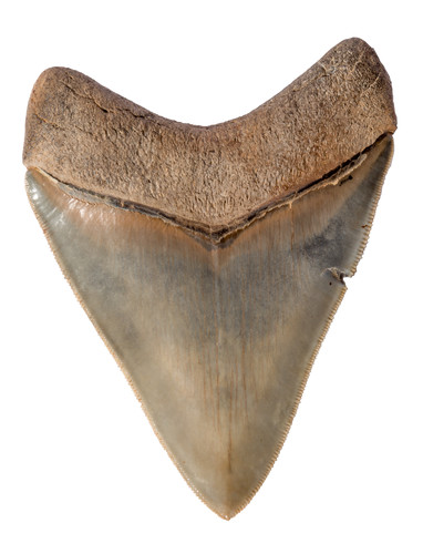 Collector quality megalodon tooth 10,6 cm (4.17 