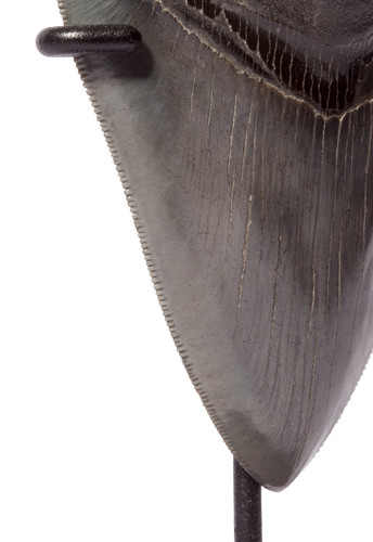 Collector quality megalodon tooth 9,8 cm (3.86 
