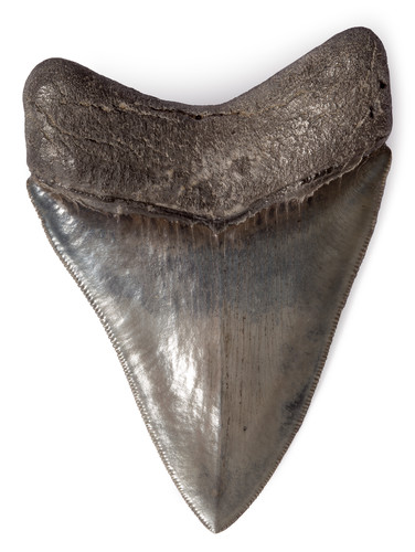 Collector quality megalodon tooth 9,8 cm (3.86 