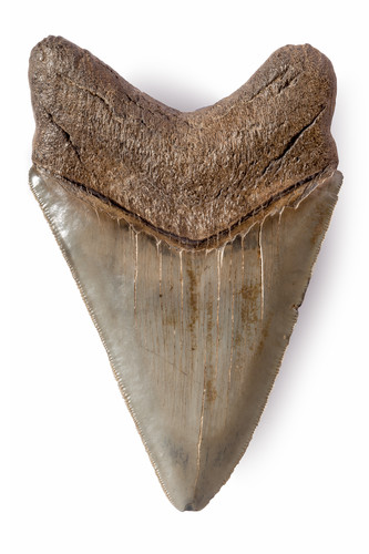 Collector quality megalodon tooth 11,7 cm (4.61 