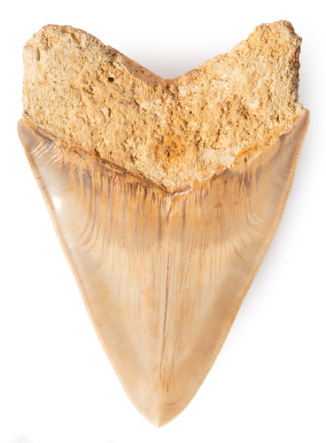 Museum quality megalodon tooth 13,3 cm (5.24 