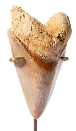 Museum quality megalodon tooth 13,3 cm (5.24 