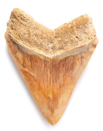 Museum quality megalodon tooth 14 cm (5.51 