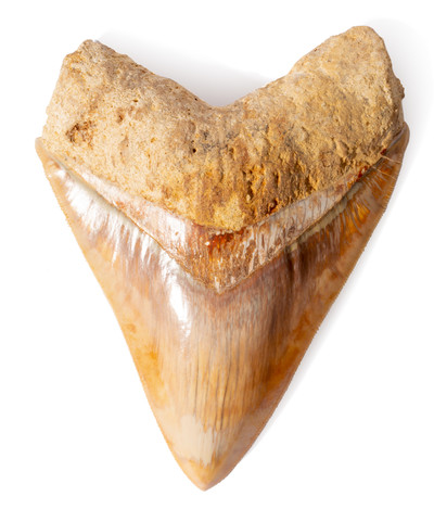 Museum quality megalodon tooth 14 cm (5.51 