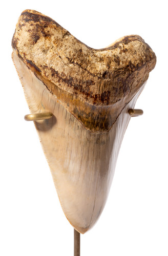 Museum quality megalodon tooth 13,7 cm (5.39 