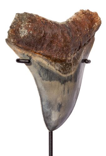 Collector quality megalodon tooth 13,2 cm (5.2 