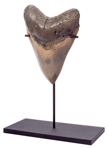 Museum quality megalodon tooth 12,9 cm (5.08 