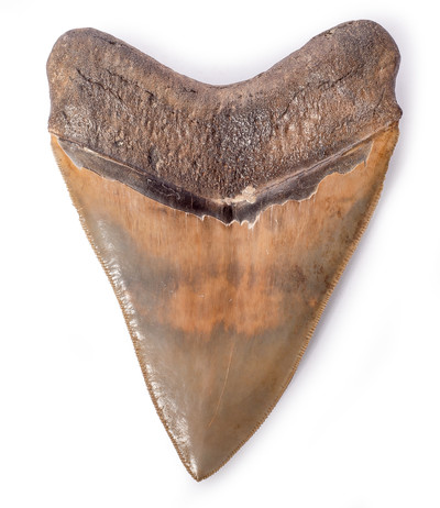 Museum quality megalodon tooth 12,9 cm (5.08 