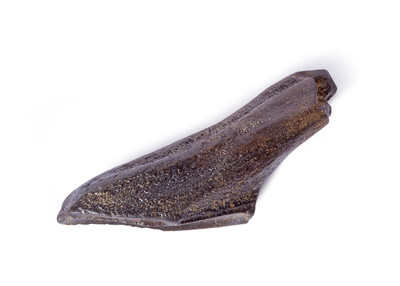 Edmontosaurus sp. tooth