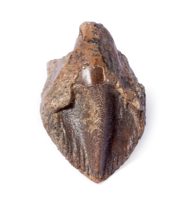 Triceratops tooth