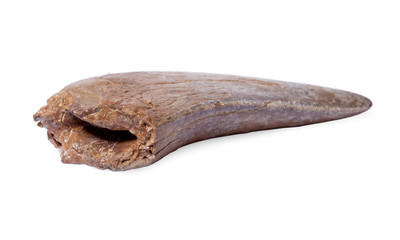 Albertosaurus sp. tooth