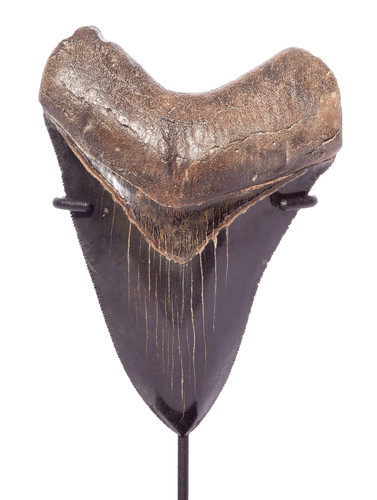 Collector quality megalodon tooth 12,8 cm (5.04 
