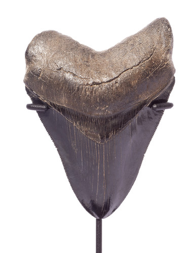 Collector quality megalodon tooth 11,5 cm (4.53 