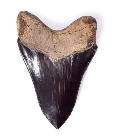 Collector quality megalodon tooth 10,5 cm (4.13 
