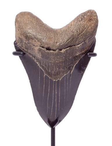 Collector quality megalodon tooth 10,5 cm (4.13 