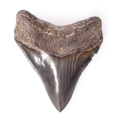 Collector quality megalodon tooth 11 cm (4.33
