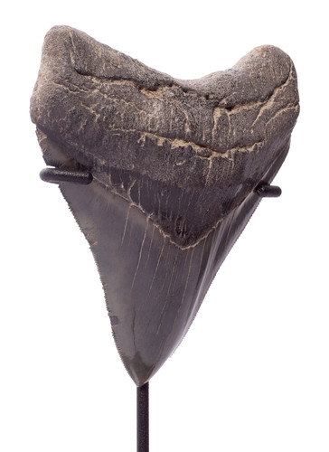 Collector quality megalodon tooth 11 cm (4.33