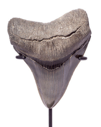 Collector quality megalodon tooth 10,4 cm (4.09