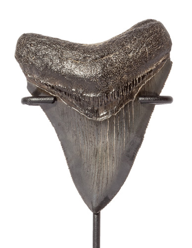 Collector quality megalodon tooth 8,3 cm (3.27