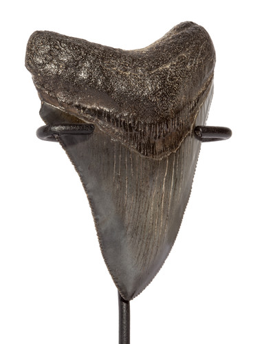 Collector quality megalodon tooth 8,3 cm (3.27