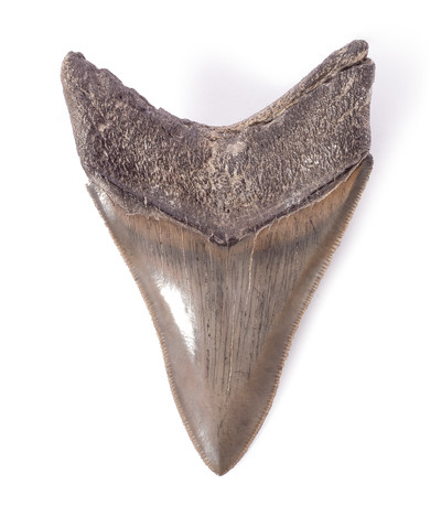  Collector quality megalodon tooth 9,1 cm (3.58