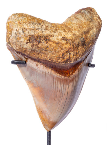 Museum quality megalodon tooth 11,7 cm (4.61