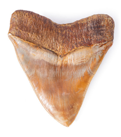 Museum quality megalodon tooth 11,7 cm (4.61