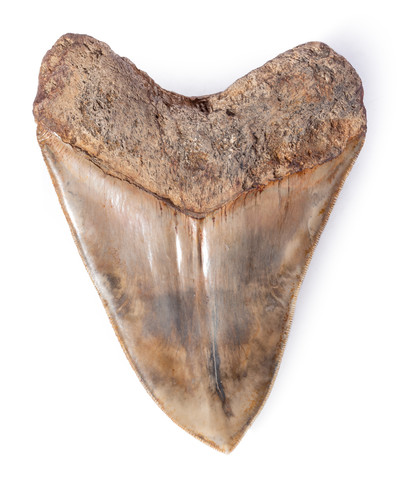 Museum quality megalodon tooth  13,7 cm (5.39