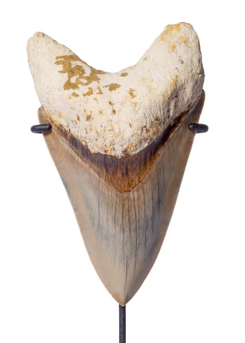 Museum quality megalodon tooth 12,6 cm (4.96