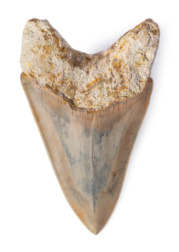 Museum quality megalodon tooth 12,6 cm (4.96