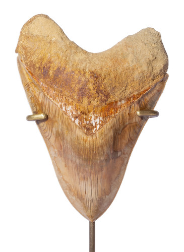 Museum quality megalodon tooth 14 cm (5.51