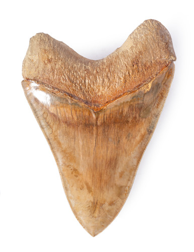 Museum quality megalodon tooth 14 cm (5.51