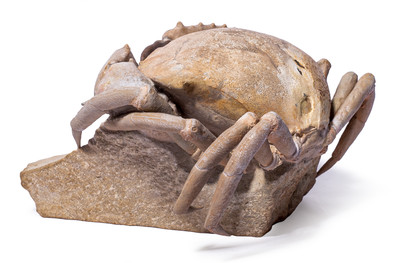 Crab Harpactocarcinus quadrilobatus