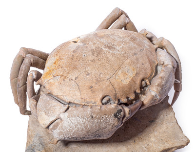 Crab Harpactocarcinus quadrilobatus