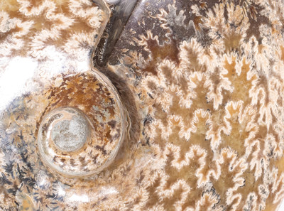 Ammonite Cleoniceras sp. 
