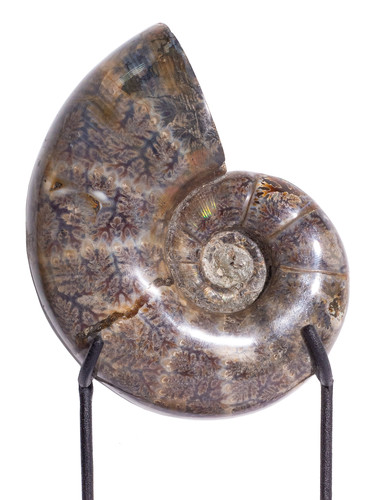 Ammonite Lytoceras sp. 