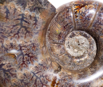 Ammonite Lytoceras sp. 