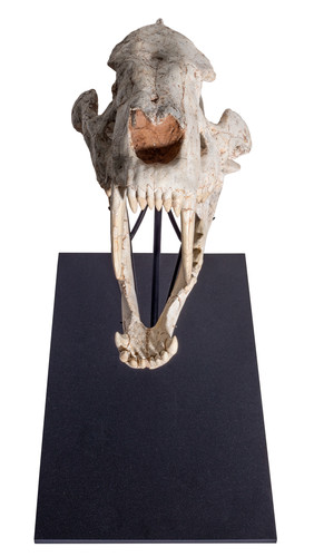 Machairodus sp. skull