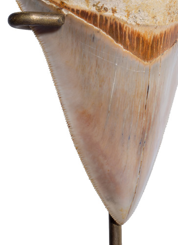 Museum quality megalodon tooth 10,8 cm (4.25