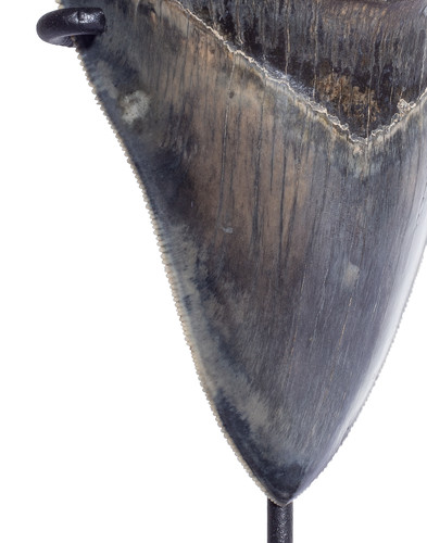 Museum quality megalodon tooth 11,4 cm (4.49