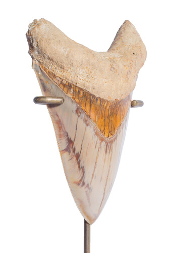 Museum quality megalodon tooth 12,1 cm (4.76