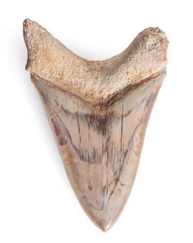 Museum quality megalodon tooth 12,1 cm (4.76