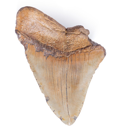 Megalodon tooth 13,5 cm (5.31