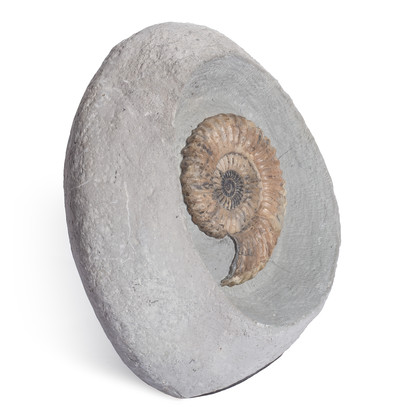 Ammonite Androgynoceras lataecosta