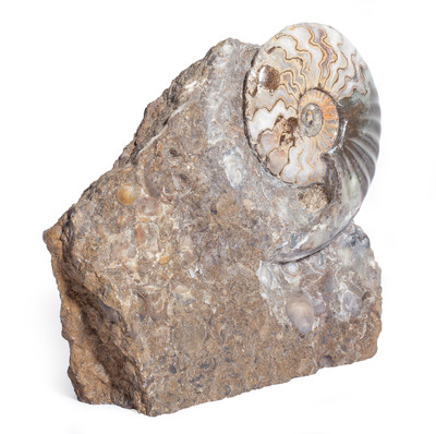 Ammonite Eparietites denotatus