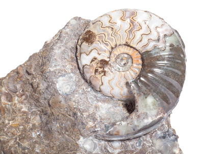 Ammonite Eparietites denotatus