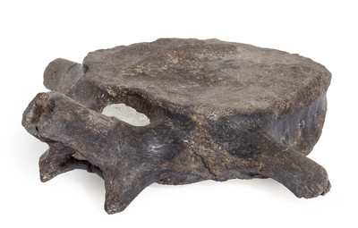 Hypacrosaurus vertebra