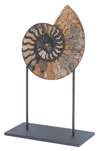 Ammonite Cleoniceras sp. 
